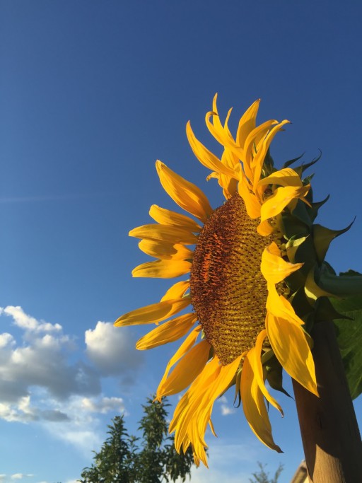 Ingallina Custom Landscape