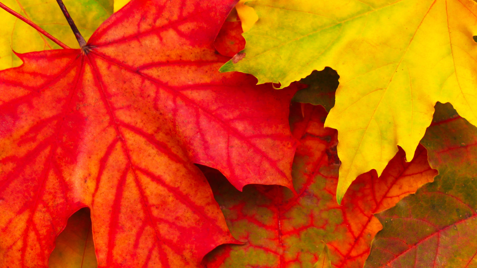 Free Fall-Themed Desktop/Mobile Wallpapers | Econoprint