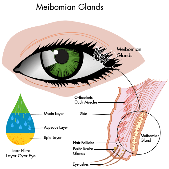 meibomian glands