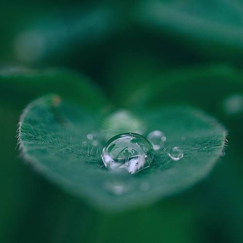 Rain drops on a leaf, Optometrist in Orlando & Lake Mary, FL