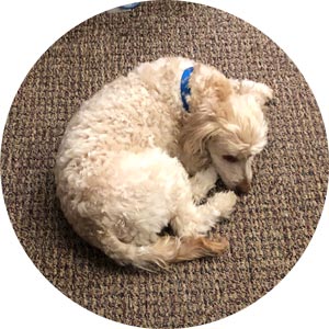 Meet Teddy Bear