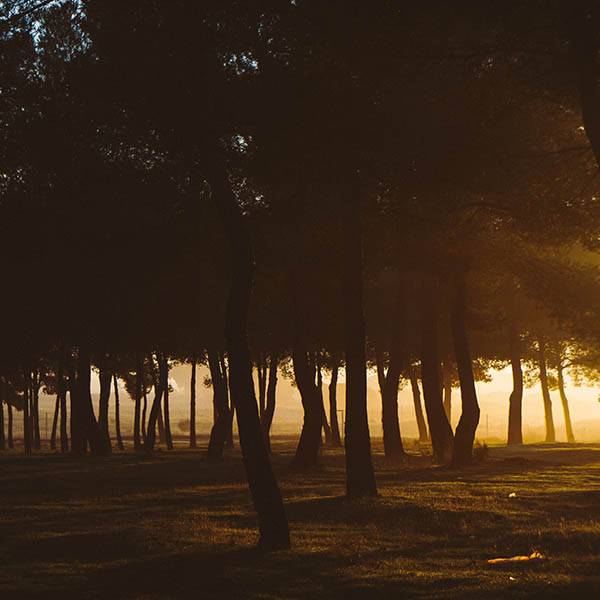 darkness trees 640