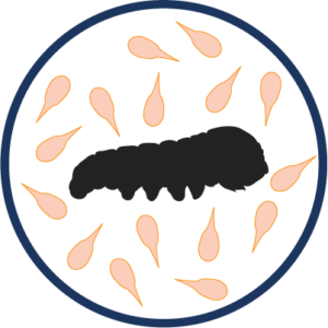 demodex 300x300