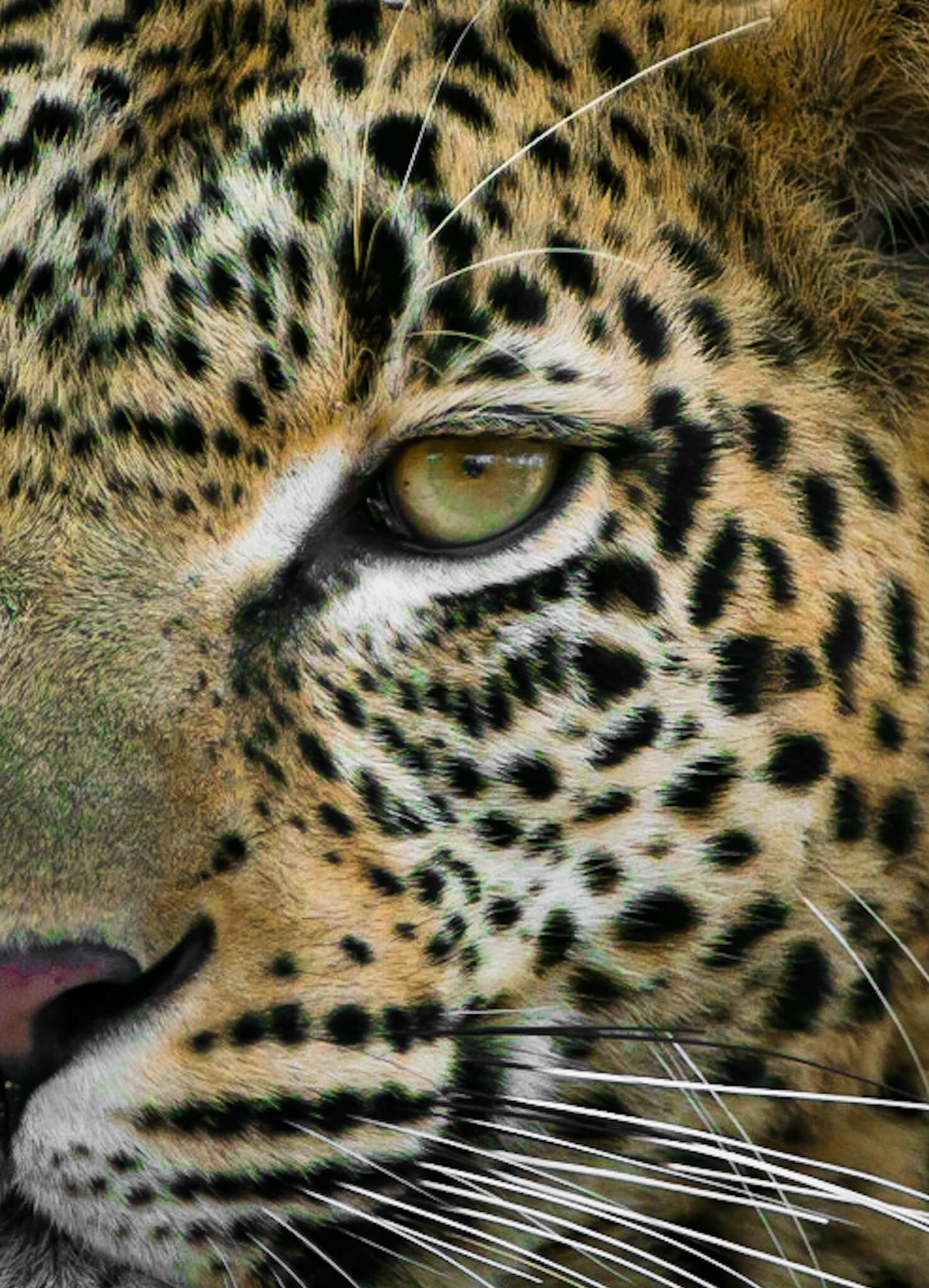 Leopard tight