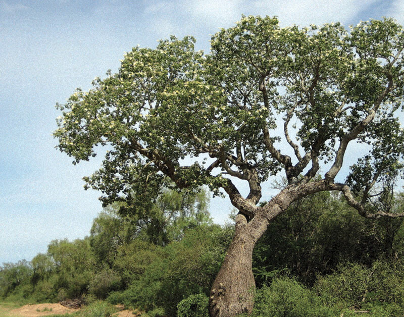 Bursera Graveolens