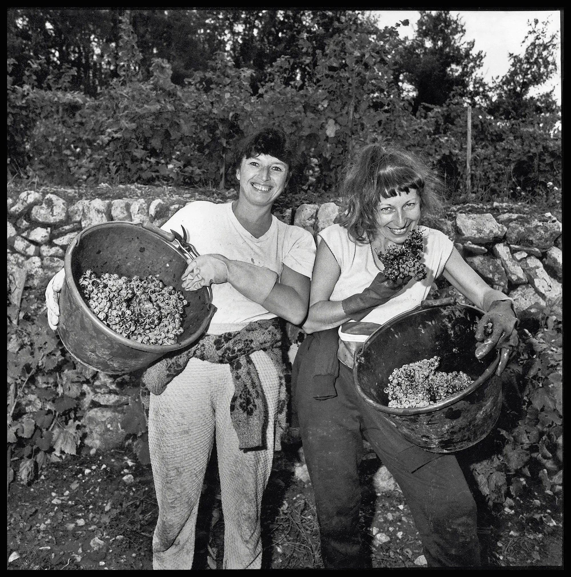 The 1982 harvest at Domaine Tempier