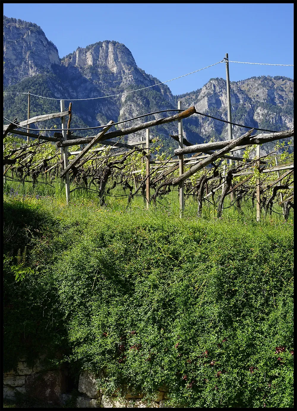 Peter Dipoli’s vines in Alto Adige