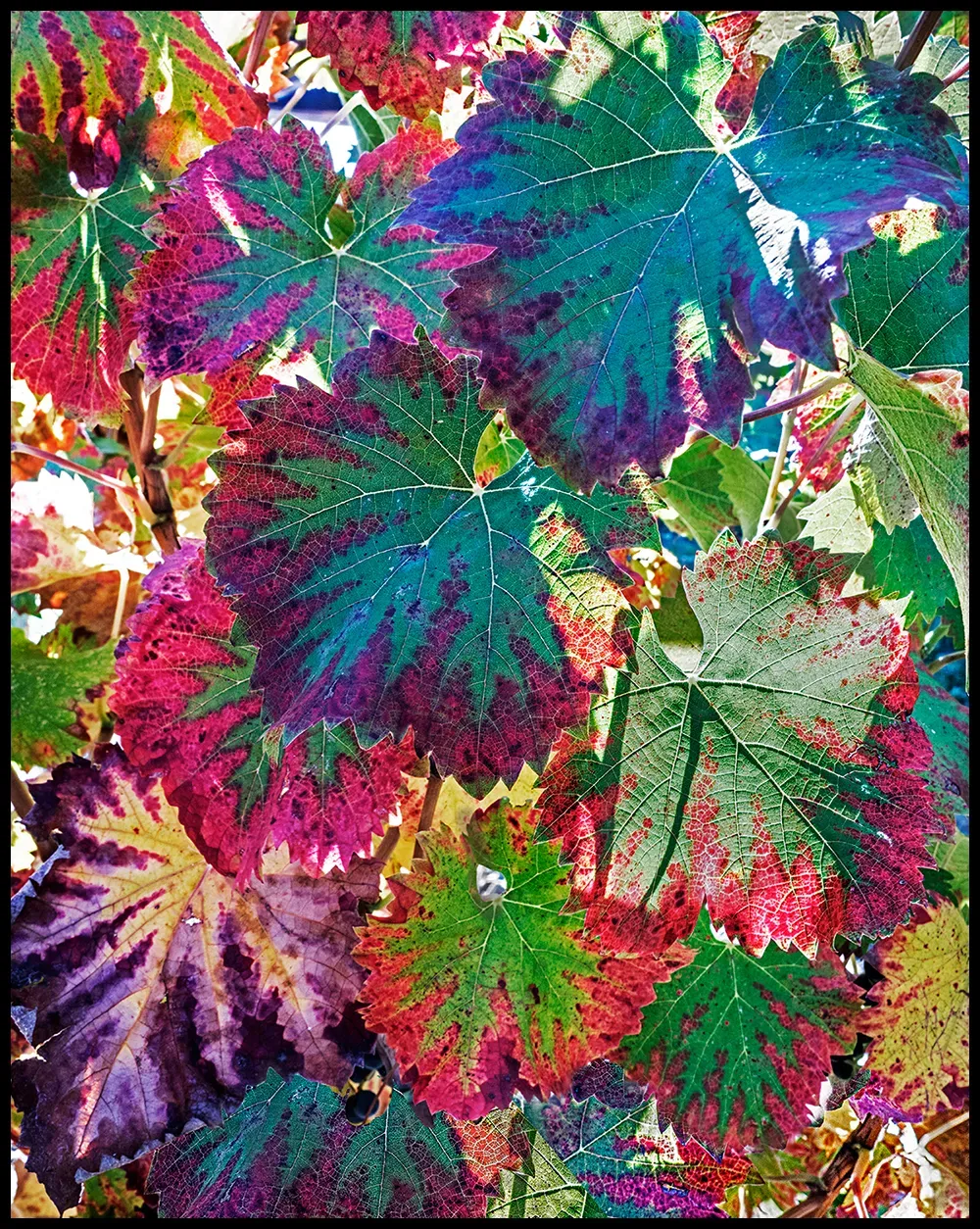 Autumn leaves
