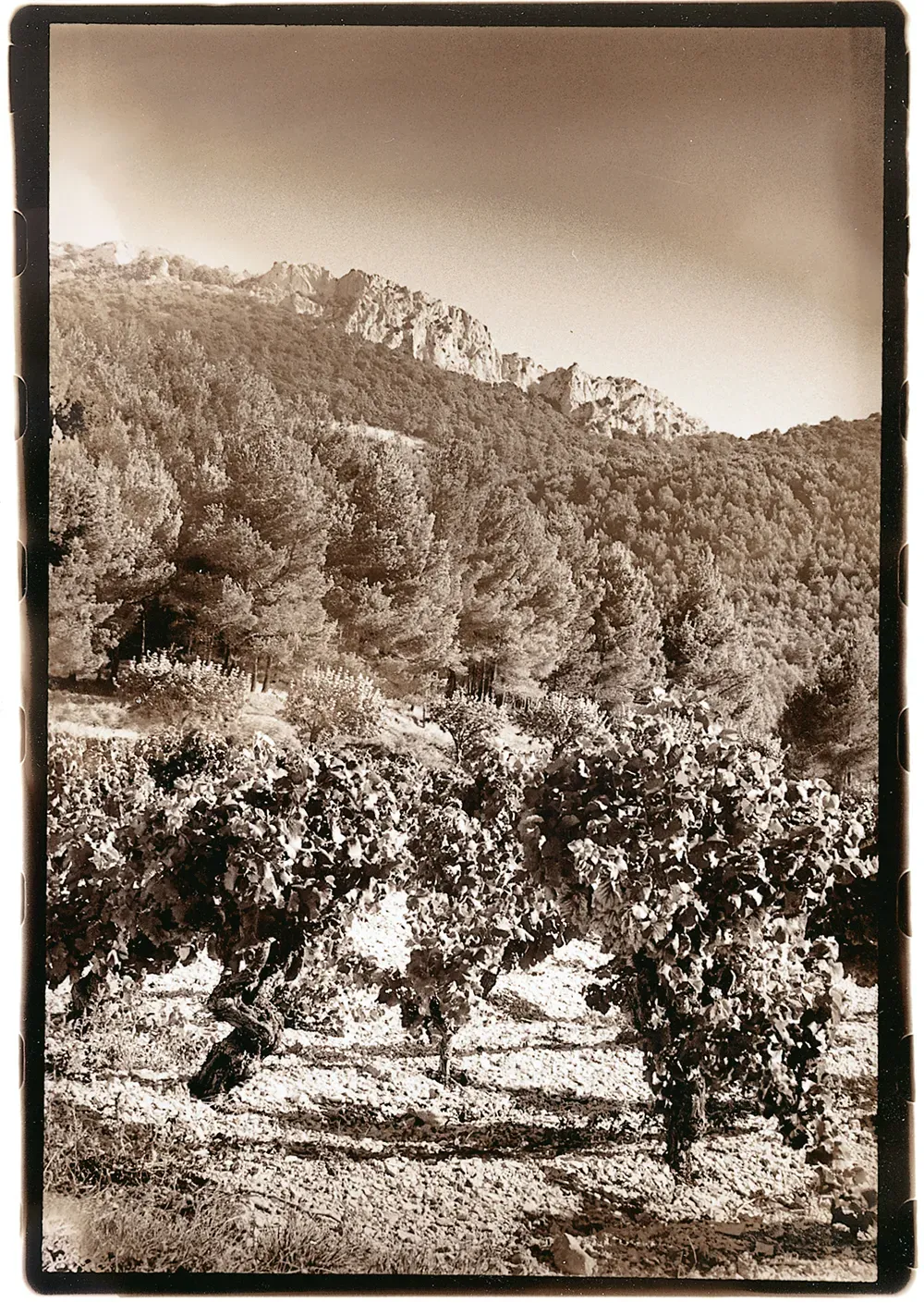 The old vines of Les Pallières