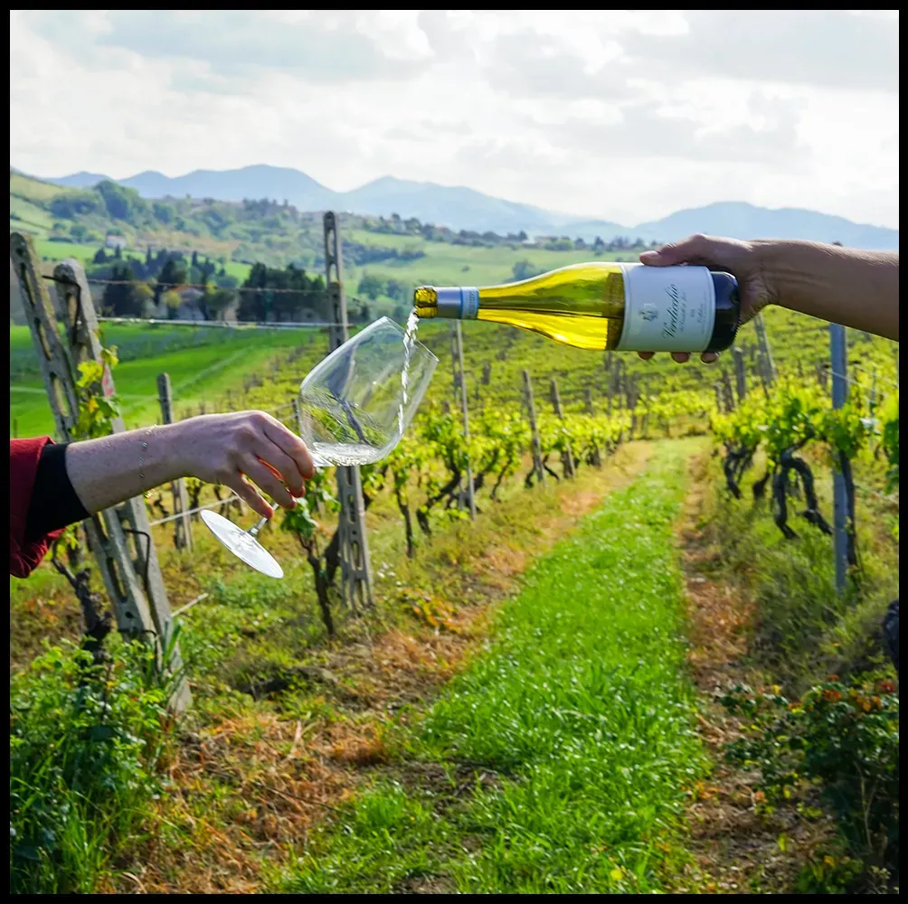 A glass of Verdicchio among the vines