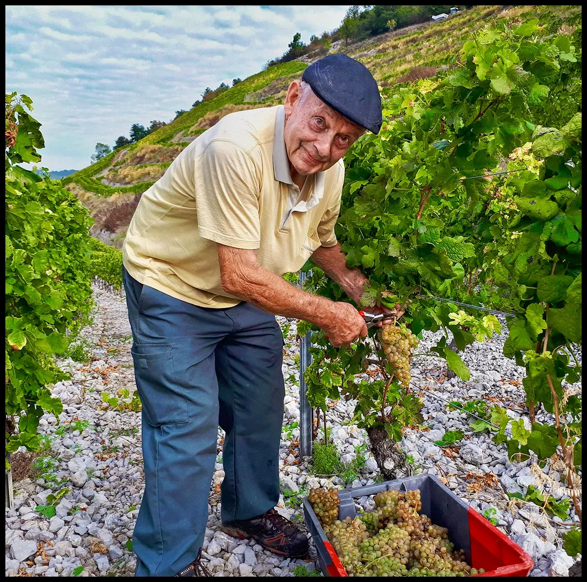 André Quenard during harvest