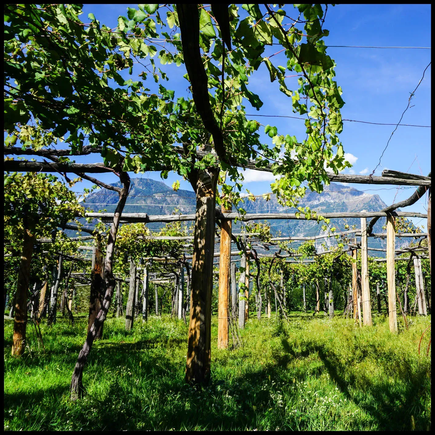 The Garrone’s Prünent vines