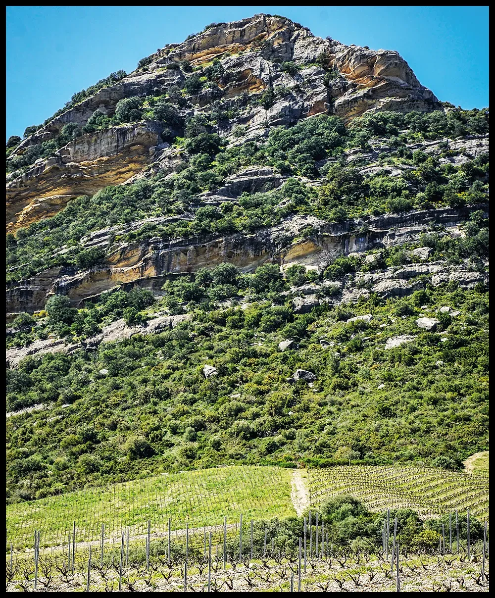 Muriel Giudicelli’s old vines