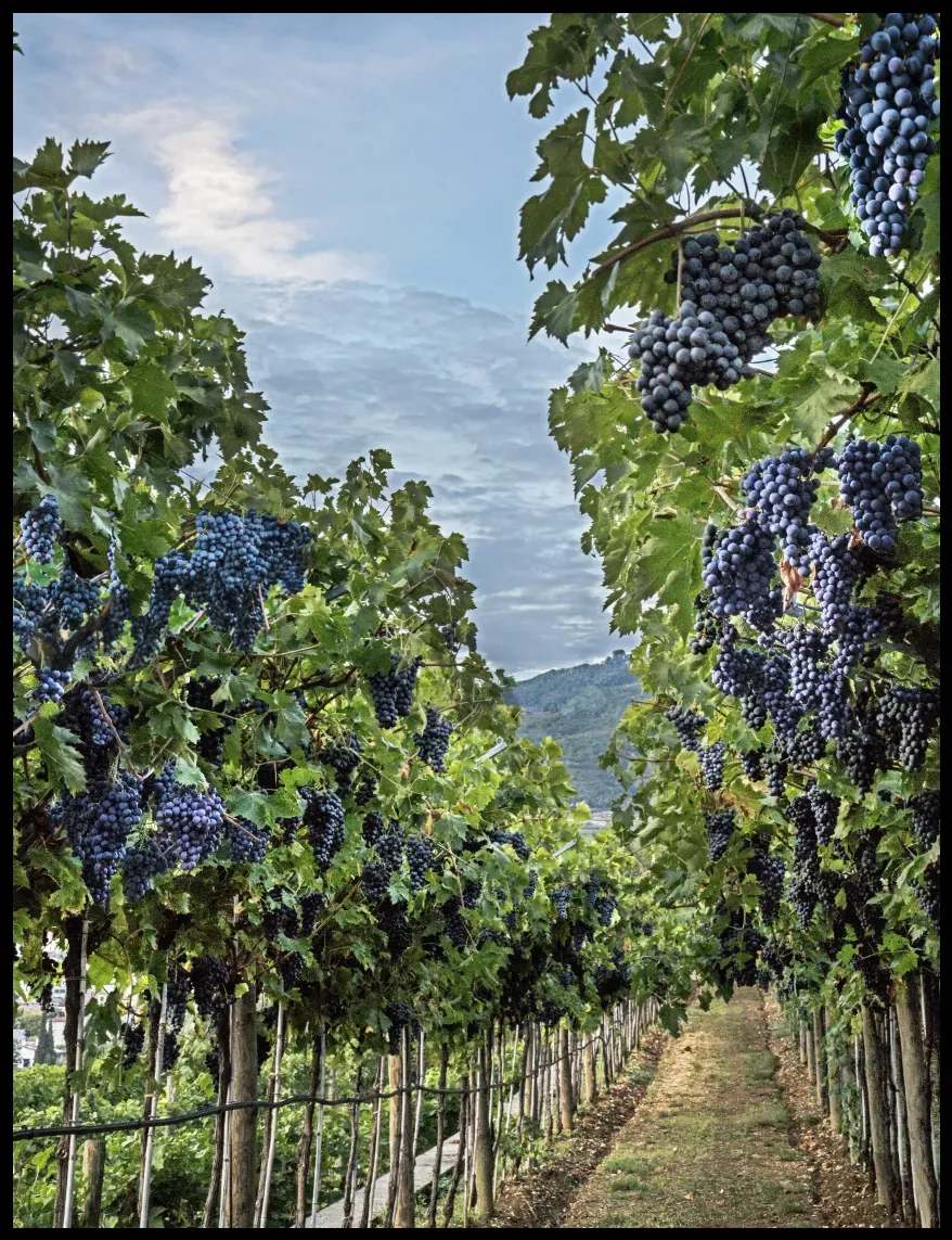 Quintarelli’s vines