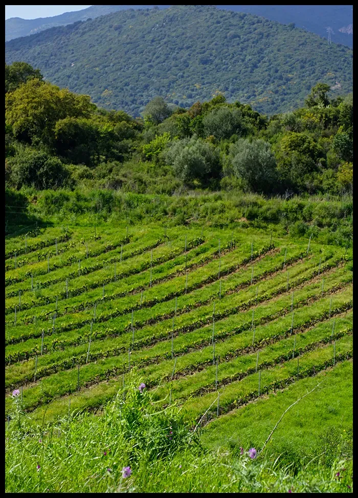 Abbatucci