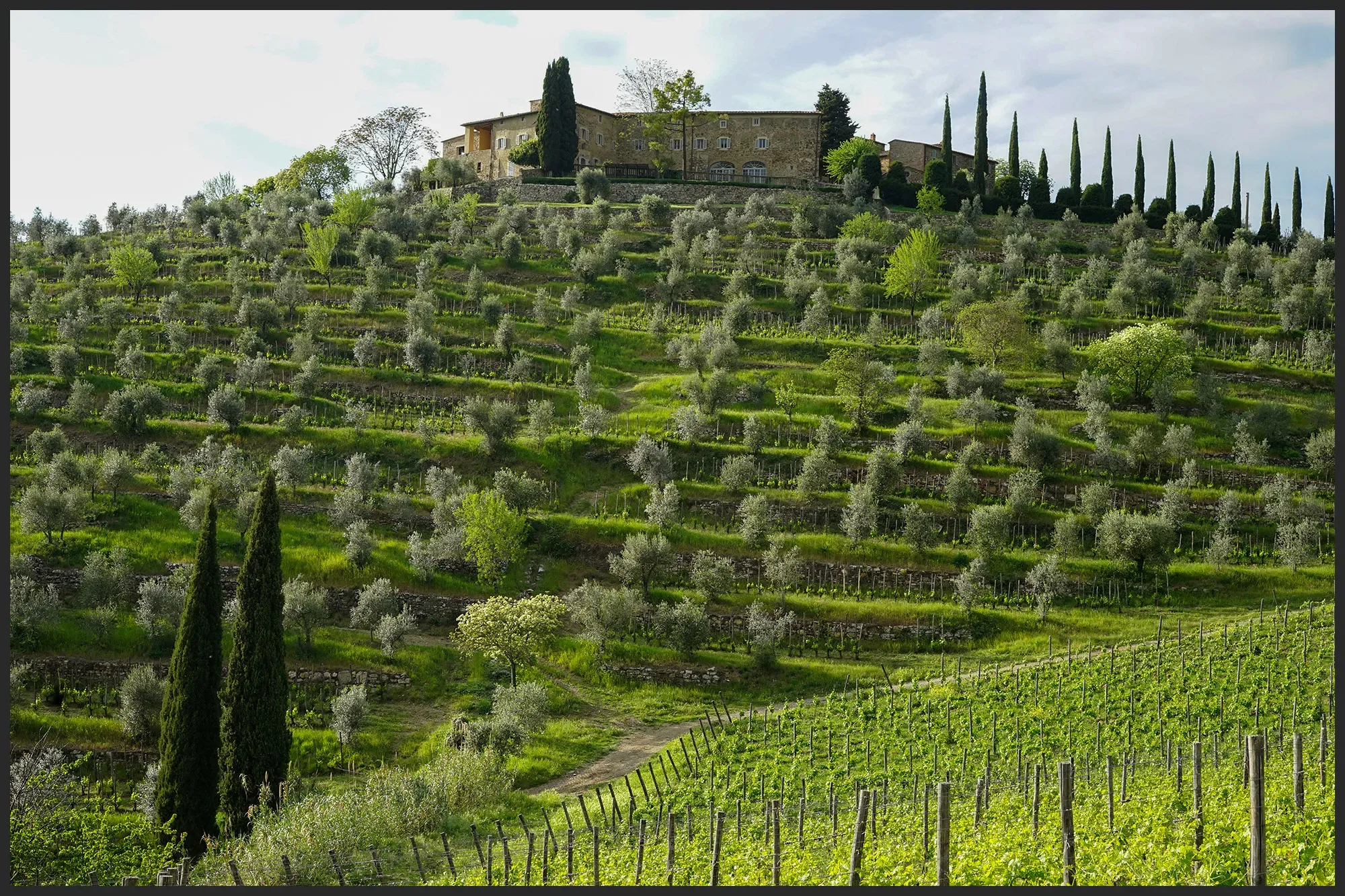 Vines at Castagnoli