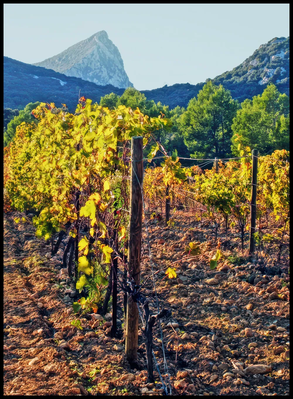 The Ravaille brothers’ vines, beneath the Pic Saint Loup