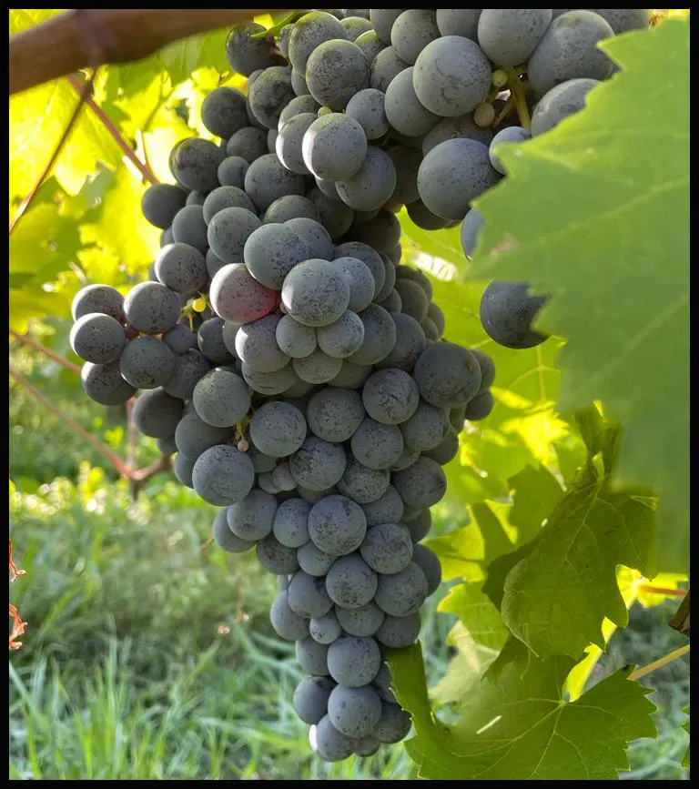 Merlot at Gregoletto