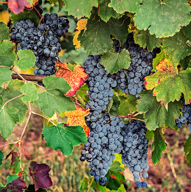   - Kermit Lynch Wine Merchant