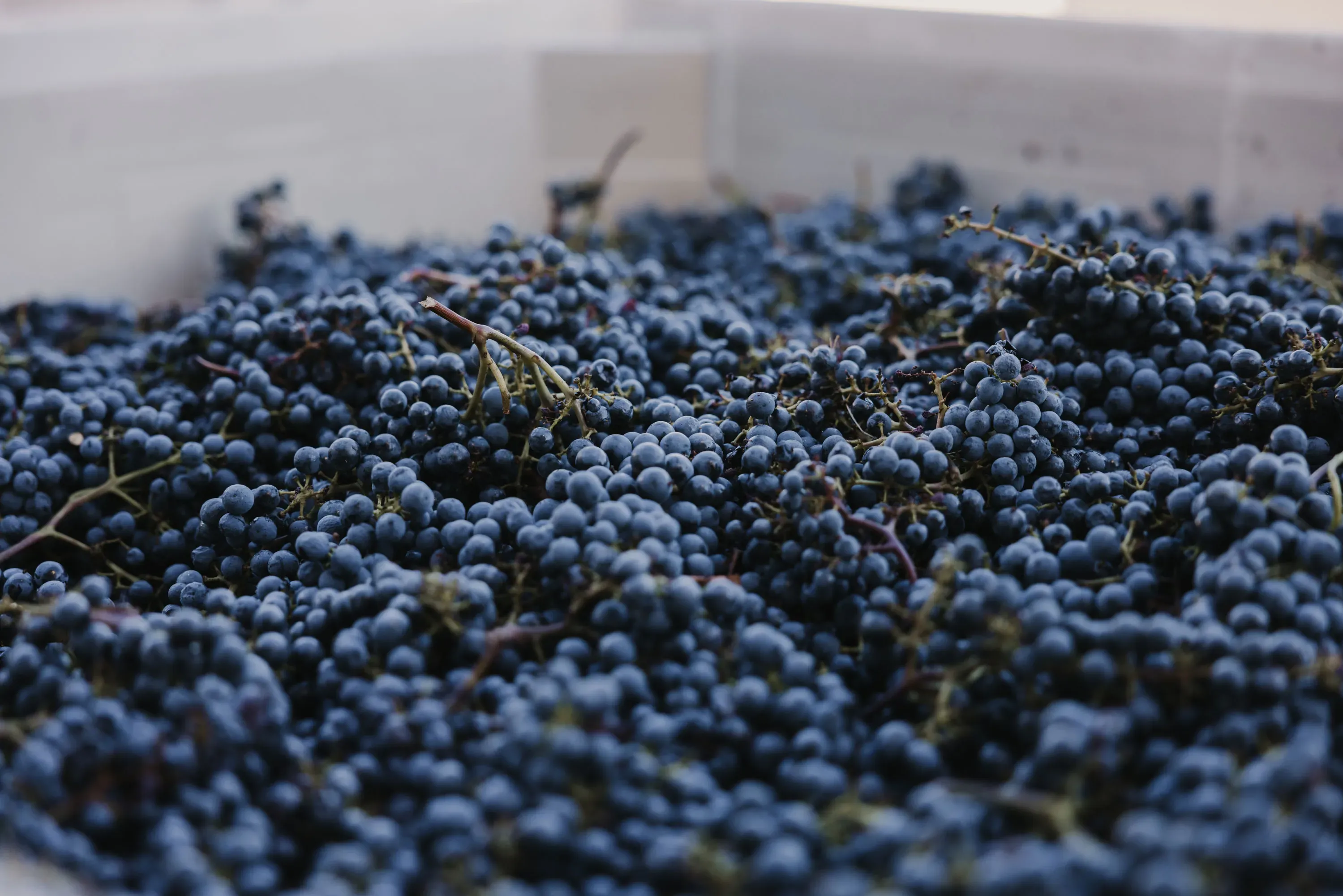 Close-up of grapes in a bin just after harvest