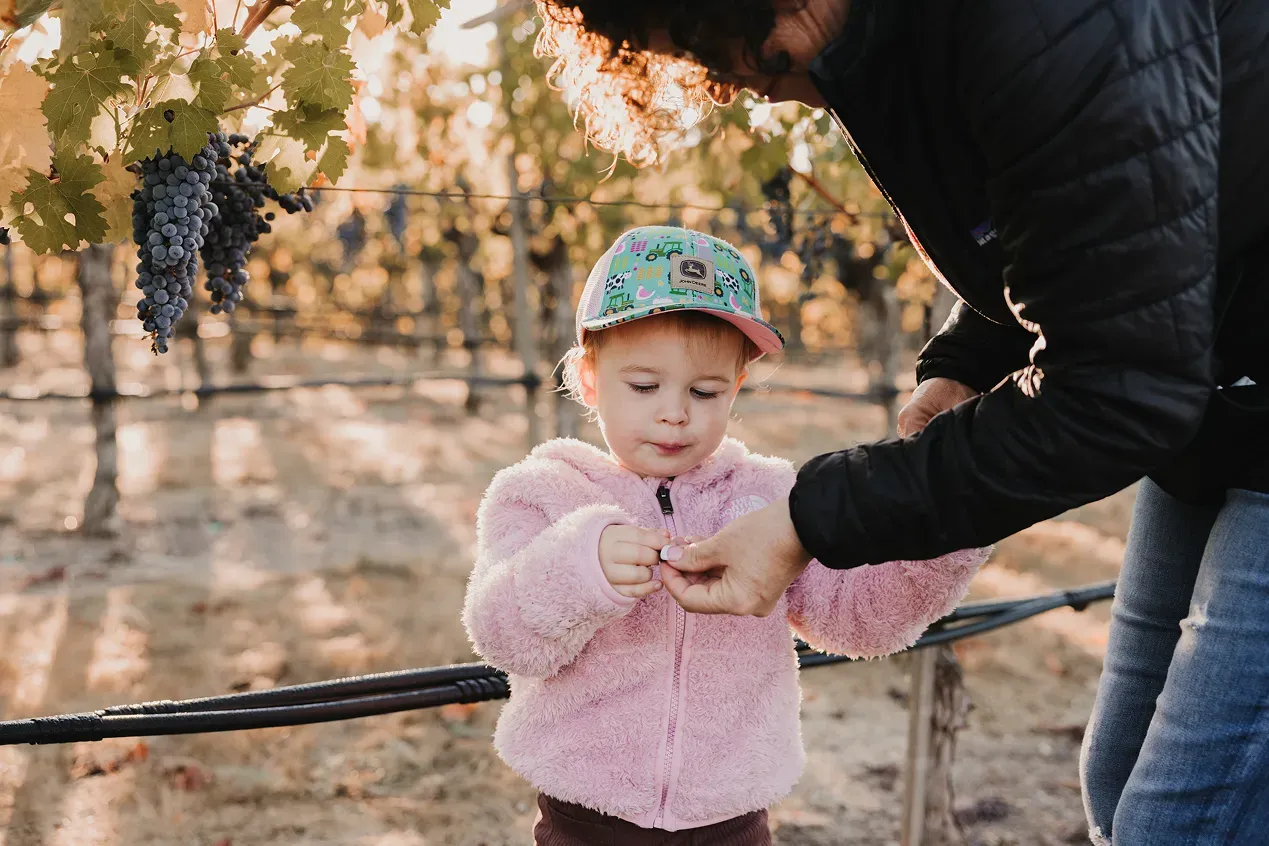 Picking grapes