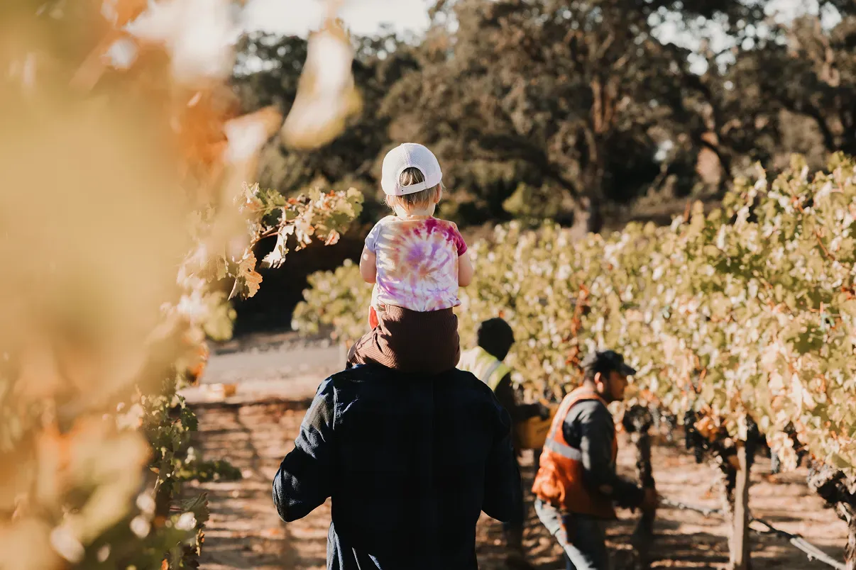 Piggy back through the vineyards at harvest