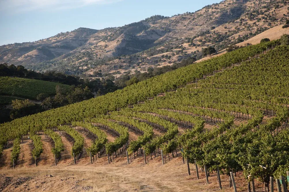 Hillside of Soda Springs Ranch Vineyard with Vaca Mountains in background