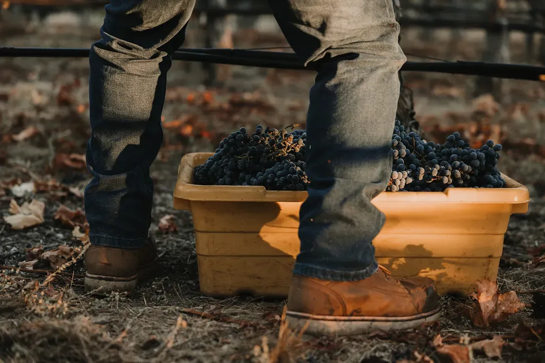picked grapes in a small bin