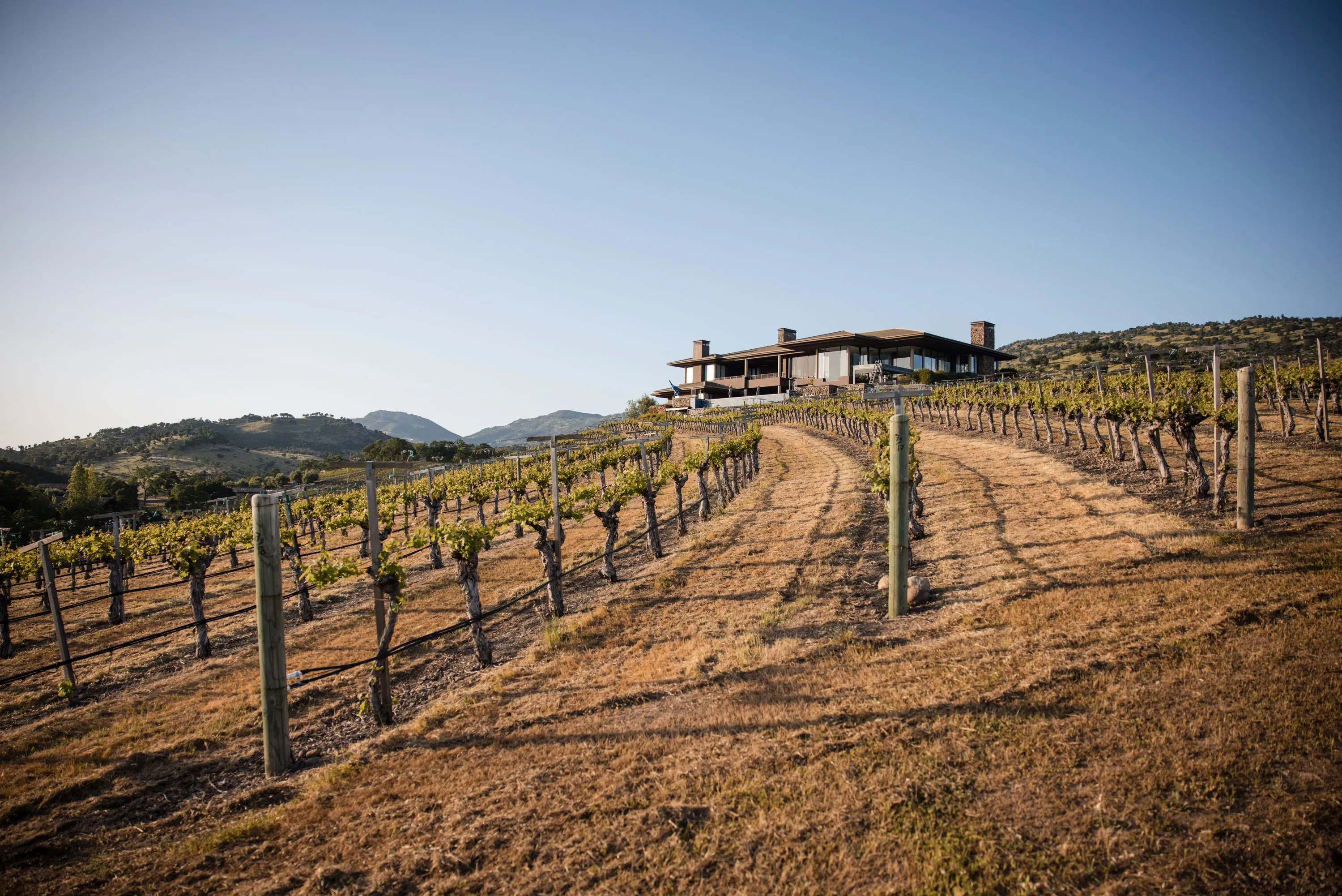 vineyard