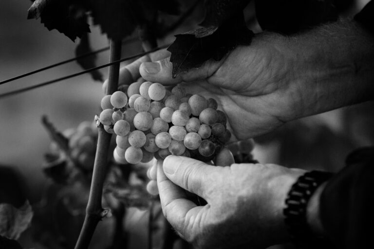 X Novo Grapes