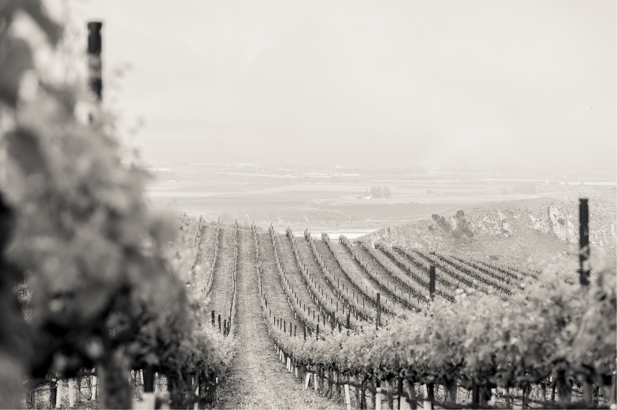Bien Nacido vineyard rows