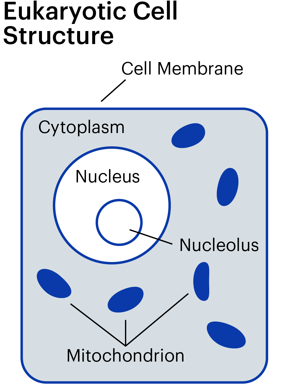 Cellhealth Cellstructure