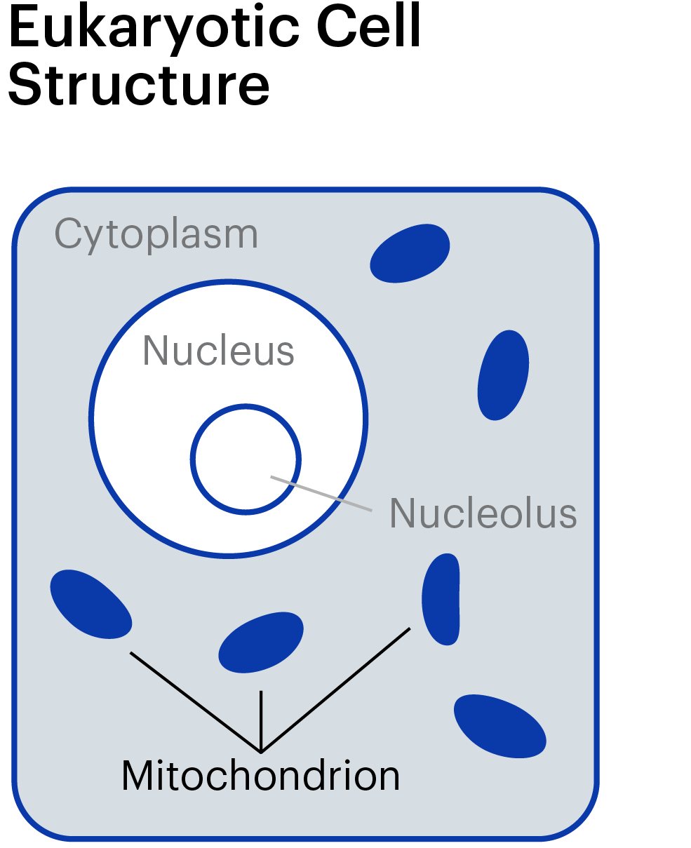 Mitochondria Cell Structure