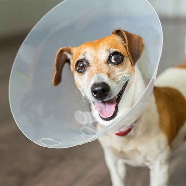 Small dog wearing plastic cone