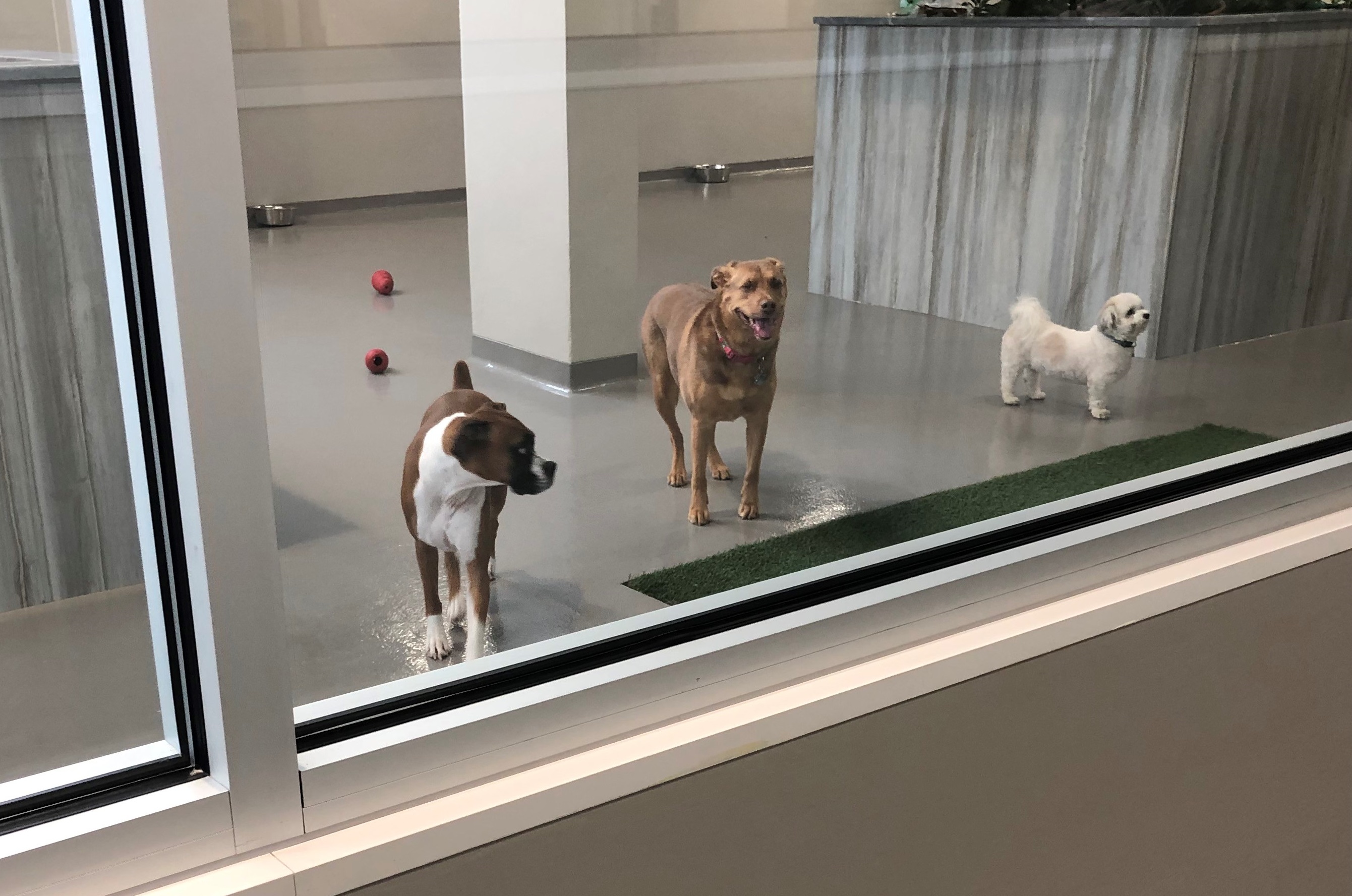 Veterinary Hospital, Luxury Boarding, Westwood, NJ Afternoon Picture...