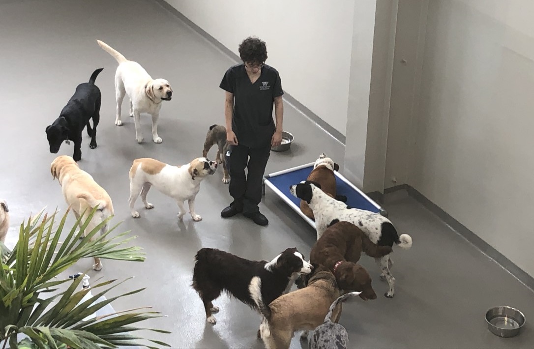 Veterinary Hospital, Luxury Boarding, Westwood, NJ Morning Pictures...