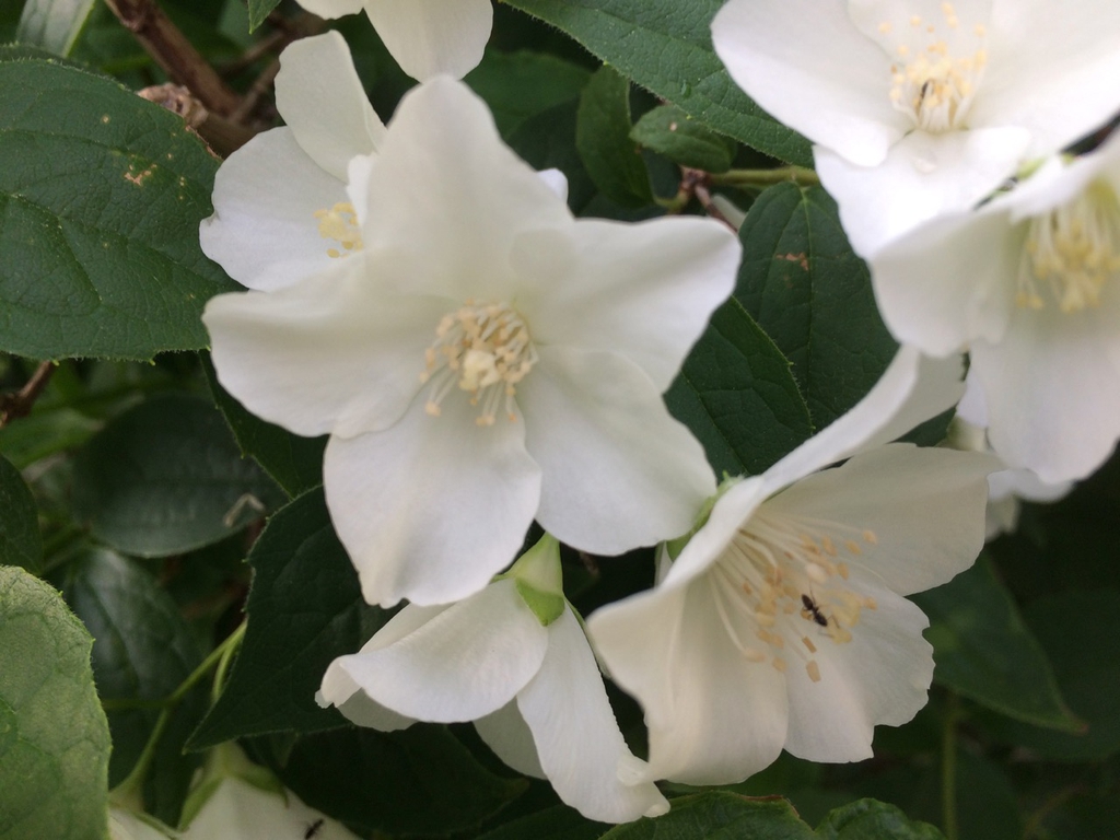 Close up of flower