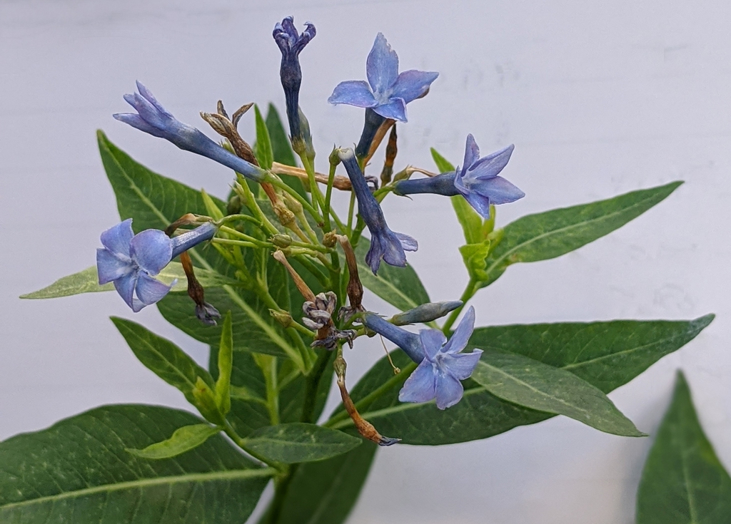 Amsonia 'Blue Ice' ('Blue Ice' Blue Star, Blue Star) North Carolina