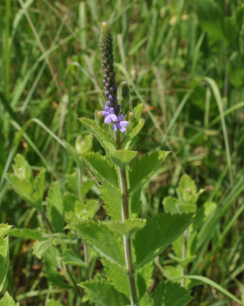 V. stricta