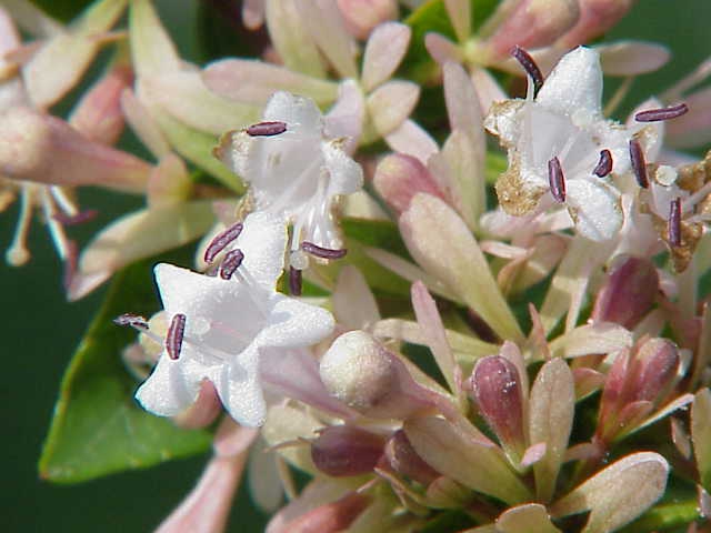 Linnaea chinensis close up of flower