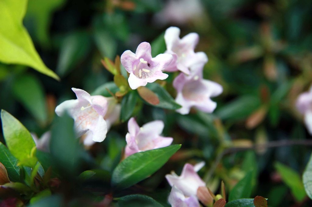 Linnaea × grandiflora 'Edward Goucher'