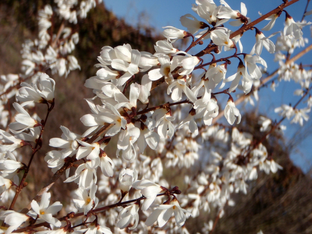 Abeliophyllum distichum flowers close