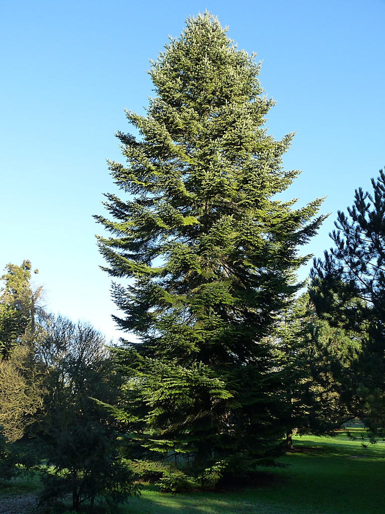 abies-alba-common-silver-fir-european-silver-fir-silver-fir-north