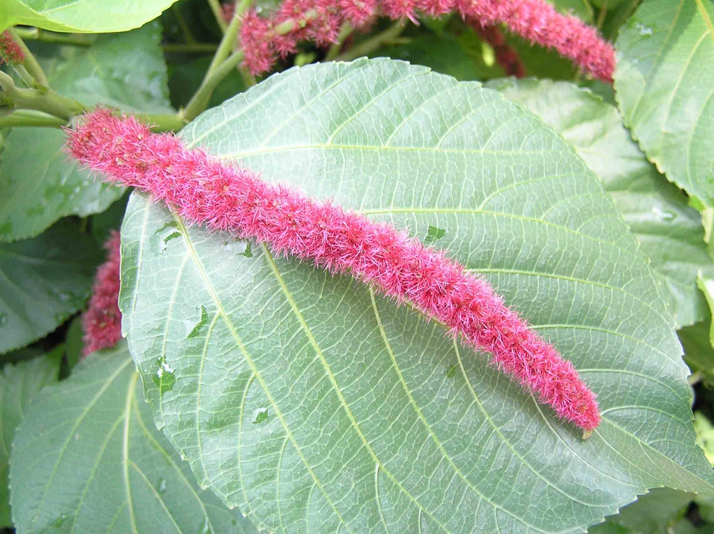 Acalypha hispida | North Carolina Extension Gardener Plant Toolbox