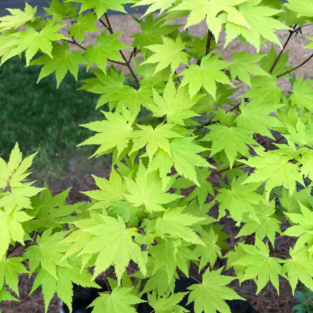 Acer Palmatum Japanese Maple Japanese Maple Cultivars North 
