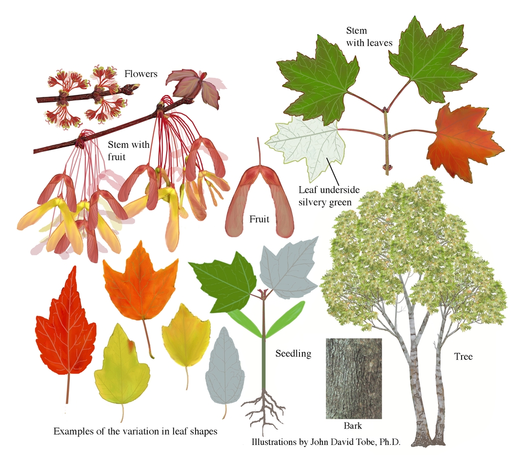 Illustration of all the details of this species.