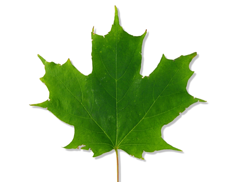 summer leaf