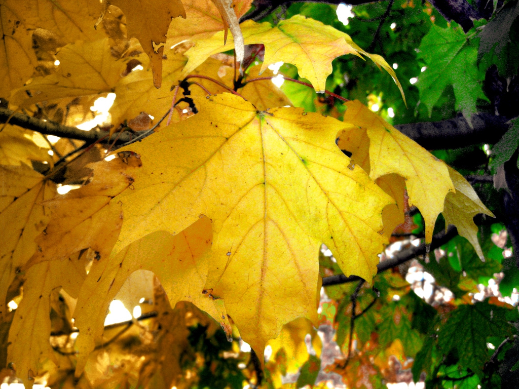 fall leaves