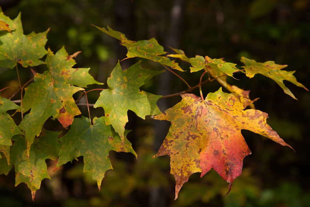 leaves