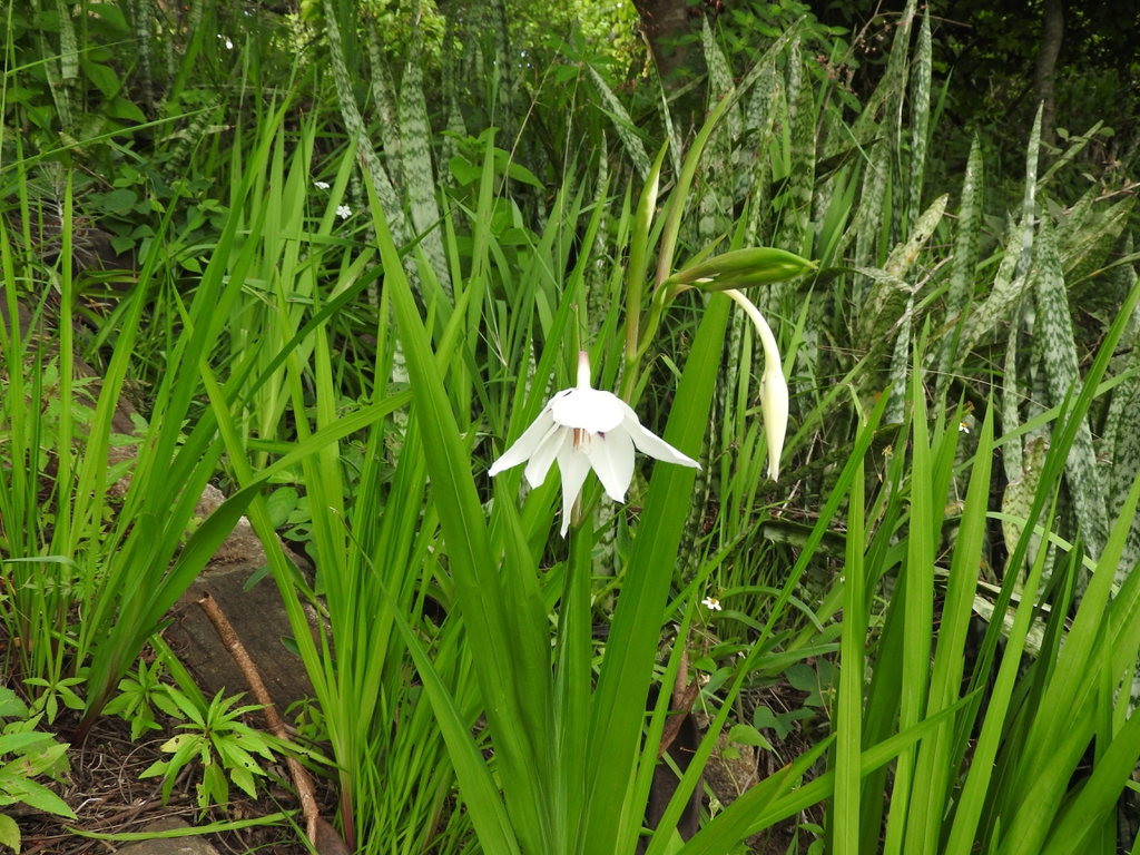 Gladiolus